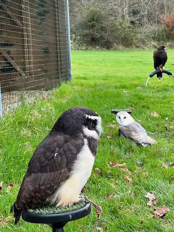Photo de Surrey Hills Falconry