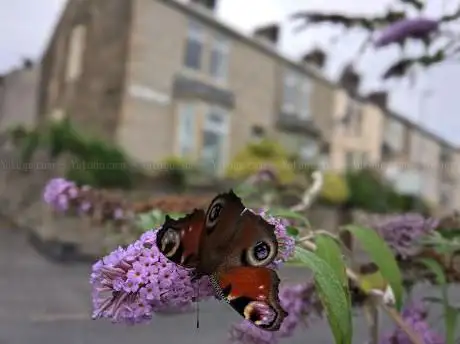 The Padiham Greenway