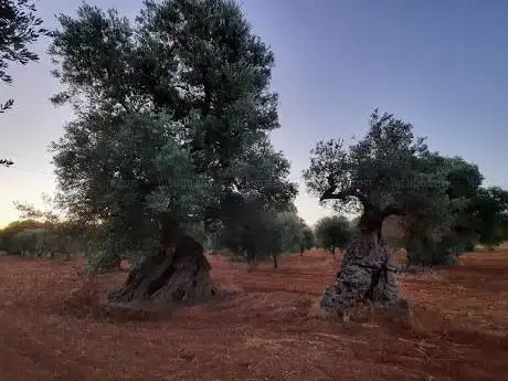 Photo de Oliveto monumentale di Serranova e olivo del crocifisso