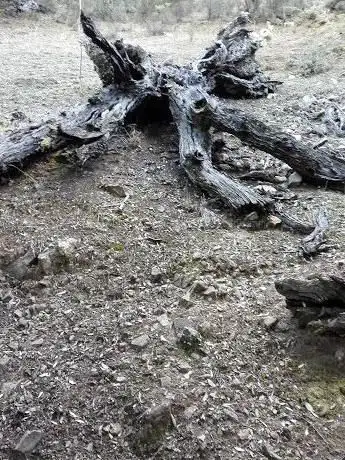 Foresta di Tuviois di Sinnai
