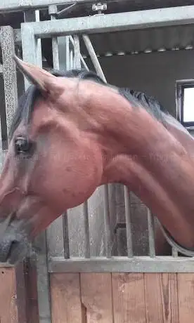 Cercle Equestre La Licorne de Barchon Sprl