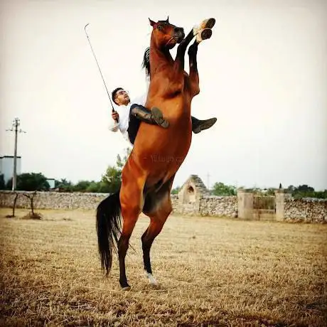 Photo de Centro equestre DG Arabian Stable