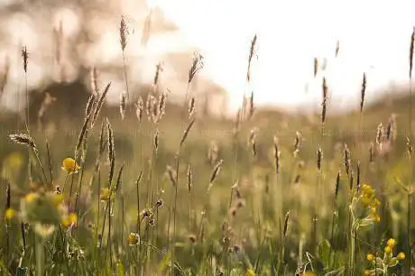 Pentwyn Farm - Gwent Wildlife Trust