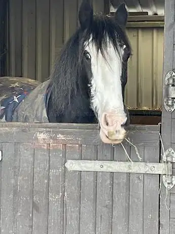 Photo de Campsie View Stables