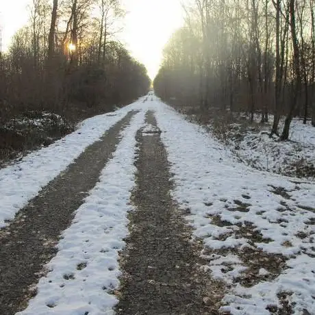 Forêt de Haye