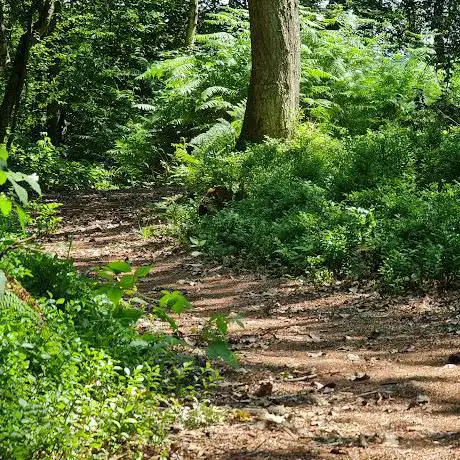 Photo de National Trust Selsfield Common