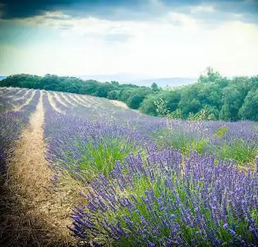 Photo de Lavender Field