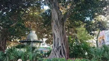 Photo de Ficus macrophylla