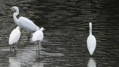 Vogelbeobachtungsstand