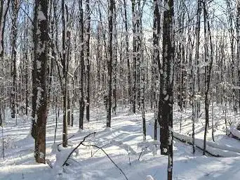 Équerre Woods