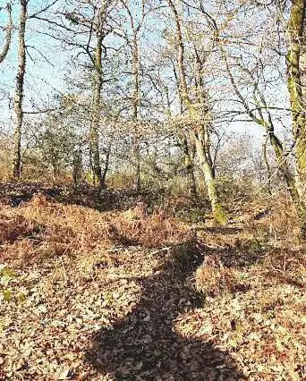 Photo de forêt communale Aire sur l'Adour