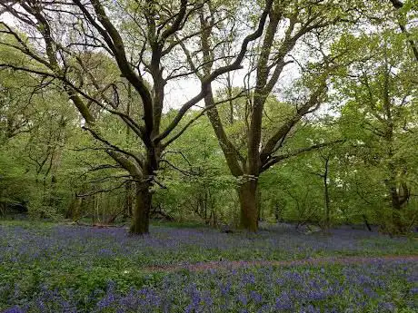 Photo de Little Hyden Woods
