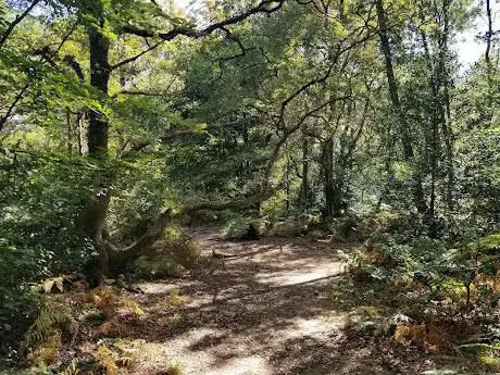 Photo de Hodgemoor Woods