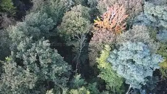 Vecquée Woods