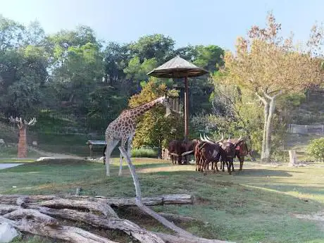 Safari Natura Viva
