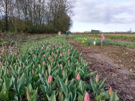 Het Open Veld