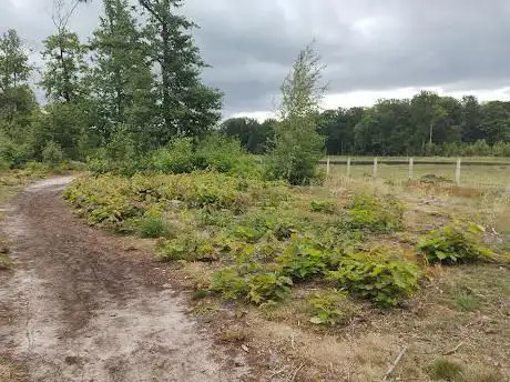 Miezerige paadje aan het water