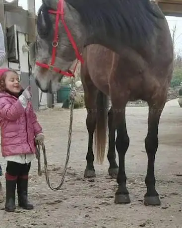 Pony Club Des Oliviers