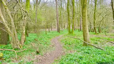 Photo de Bentley Wood