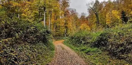 Buchswald bei Wyhlen