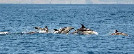 Sealife Dolphin Watching