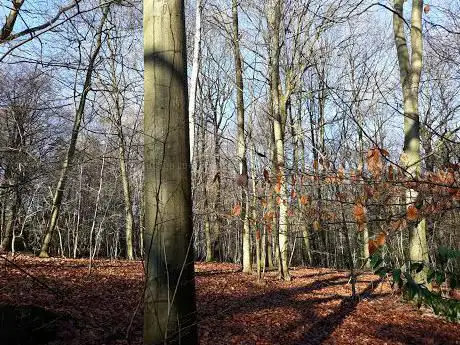 Photo de Proposal Wood