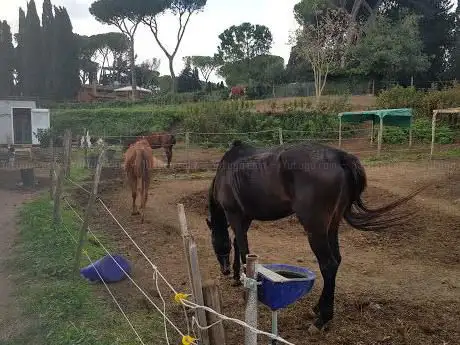 Photo de Grey Horse