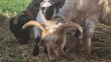 Photo de Domaine de l'Arche d'Amandine (sur R.D.V)