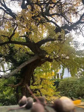 Parkgebied langs de Dijle - Muizen
