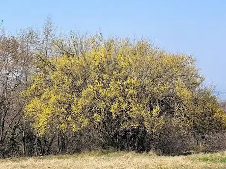 Roccolo Pranovi