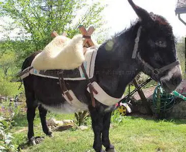 Photo de Ânes à louer