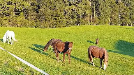 Photo de Reitstall-Nauer