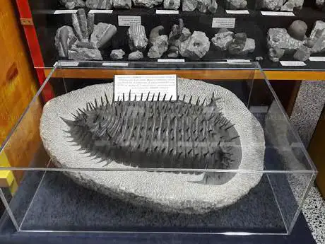 Photo de Museum. Mostra archeo geo naturalistica di Tarcento