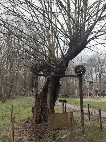 Overlevende Veteraanboom d35 Linde