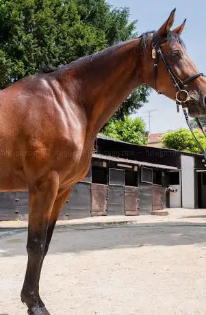 Poney Club et Club Hippique de Vitry sur Seine