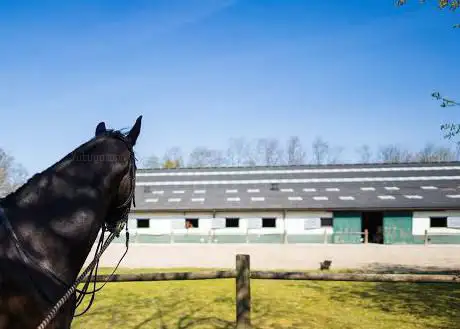Deltour Dressage