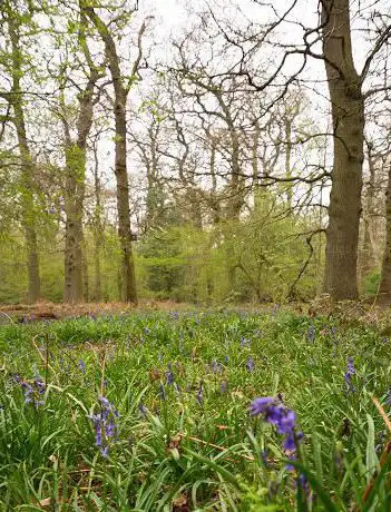 Charley Woods
