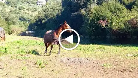 Asd Aps Fiori tra le rocce - maneggio