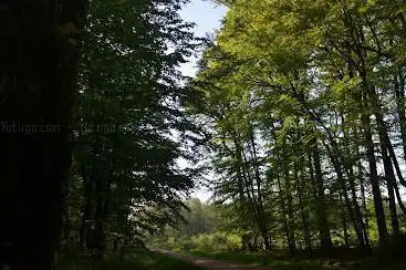 Photo de Office de Tourisme des Forêts du Perche