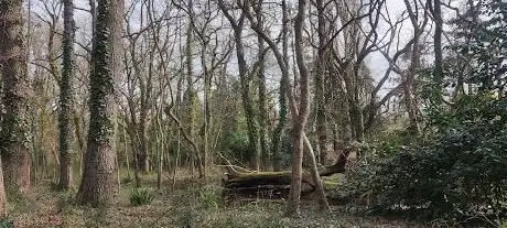 Pine grove wood