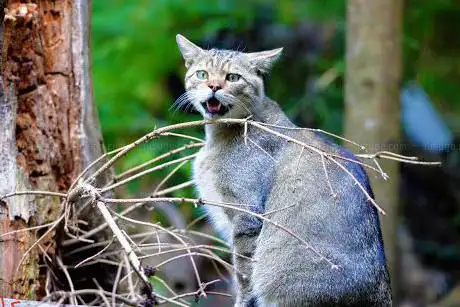 Photo de Wildkatzenhaus