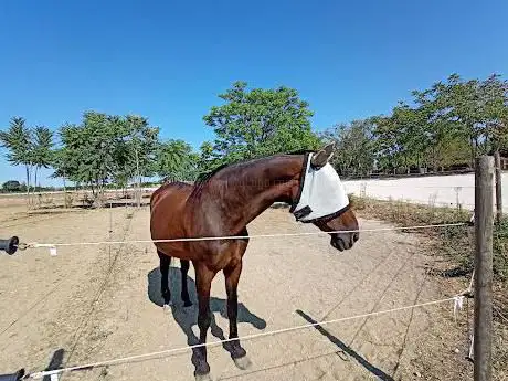 Photo de AESIS Horse Club