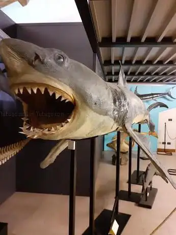 Photo de Musée de Zoologie