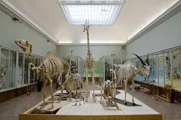 Musée cantonal de zoologie - Lausanne