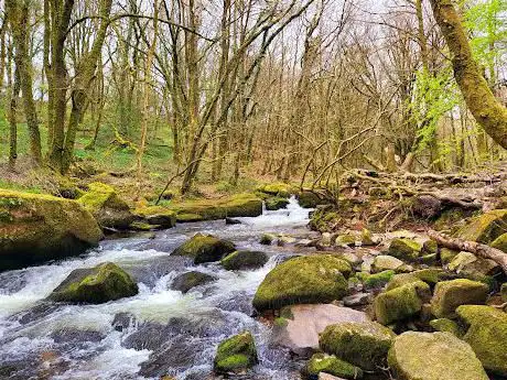 Golitha Falls National Nature Reserve