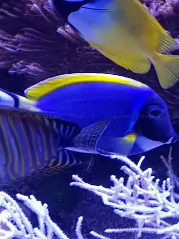 Aquaristik Design GmbH
