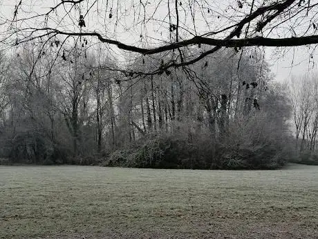Bosco in città