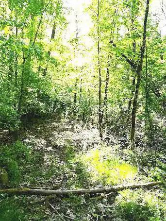 Arboretum