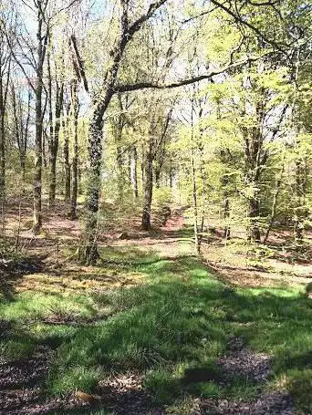 Forêt de Loudéac - Croisée du Parc aux Chevaux