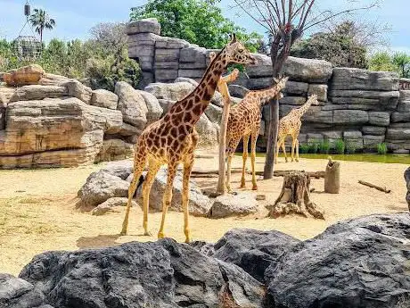 Photo de Parc zoologique de Barcelone